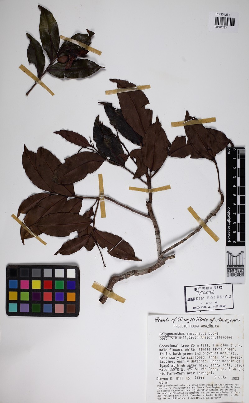 Polygonanthus amazonicus
