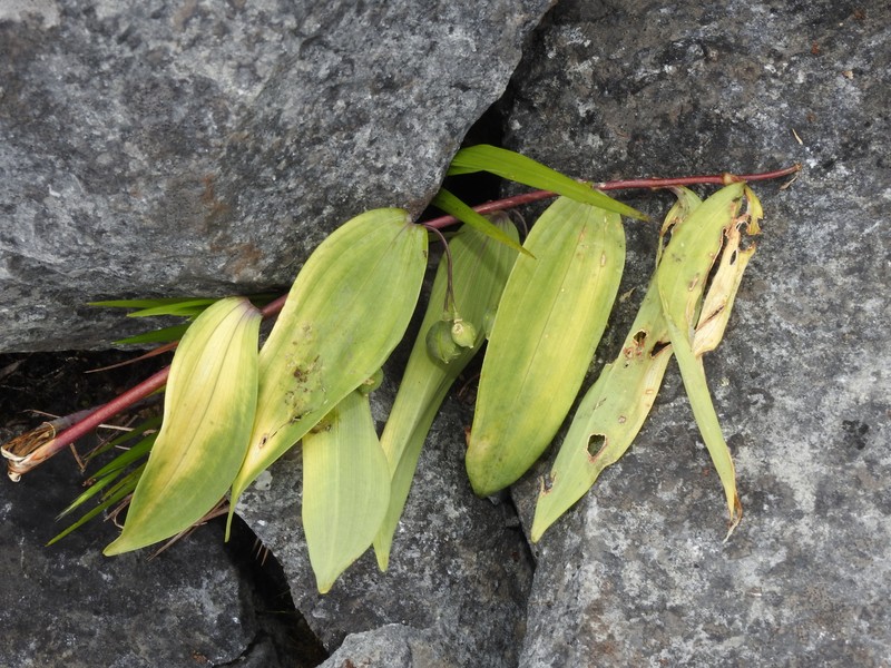 Polygonatum arisanense var. chingshuishanianum
