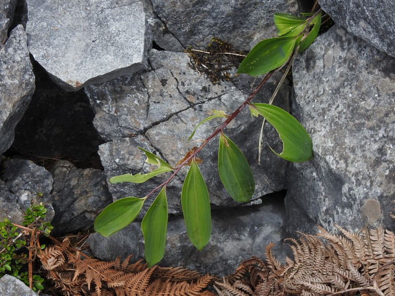 Polygonatum arisanense var. chingshuishanianum photo 2