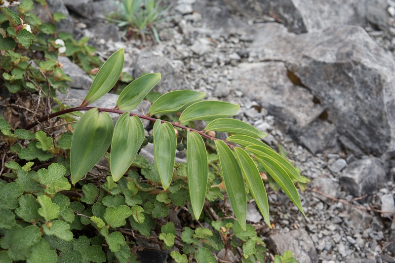 Polygonatum arisanense var. chingshuishanianum photo 3