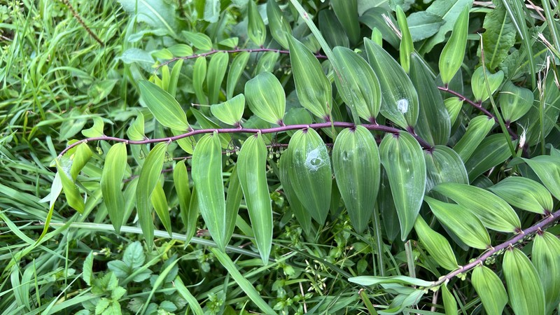 Polygonatum arisanense var. formosanum