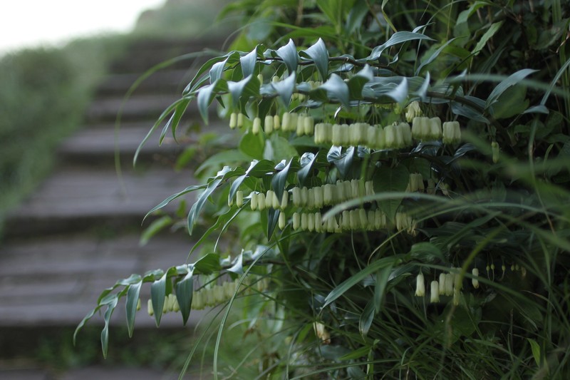 Polygonatum arisanense var. formosanum photo 2