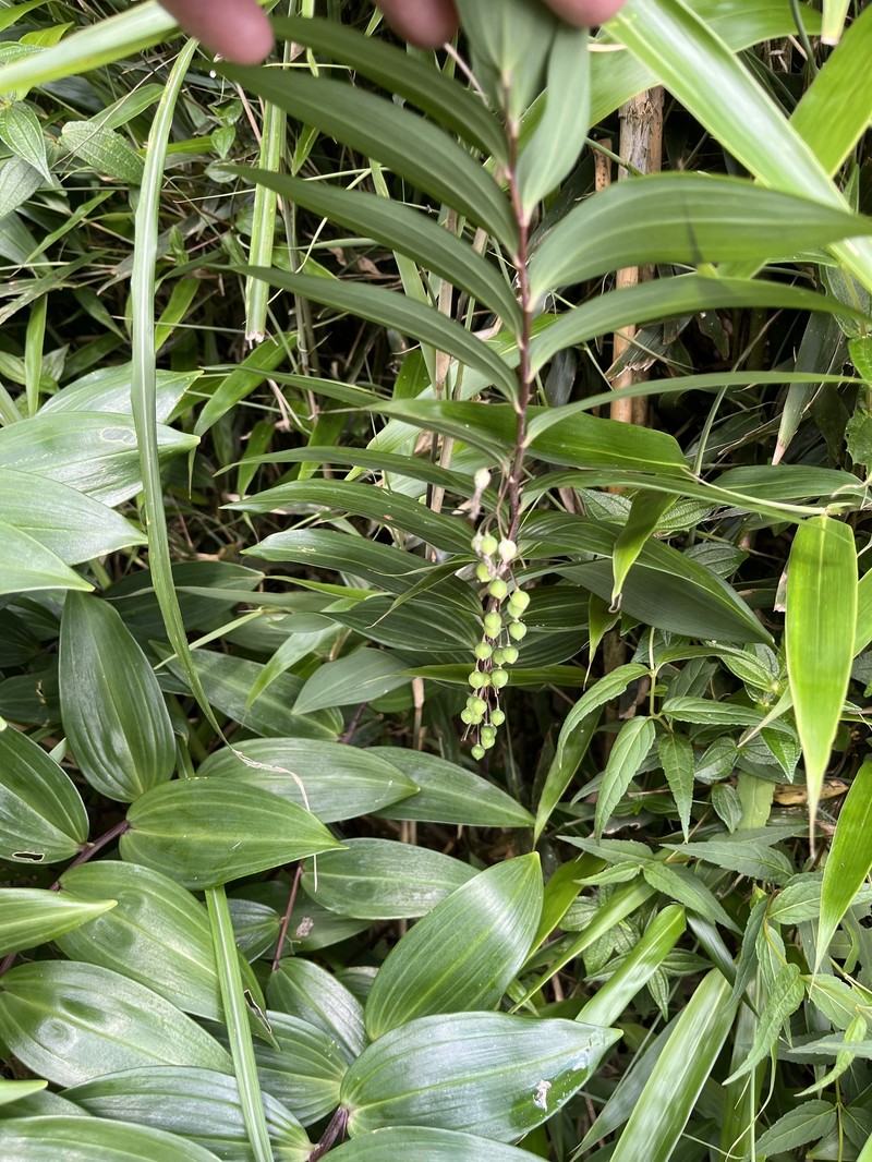 Polygonatum arisanense var. formosanum photo 3