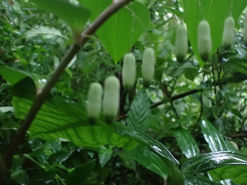 Polygonatum arisanense var. formosanum photo 4