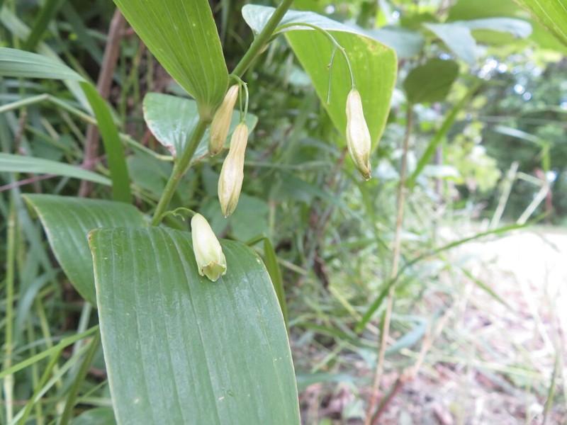 Smooth Solomon's Seal photo 2