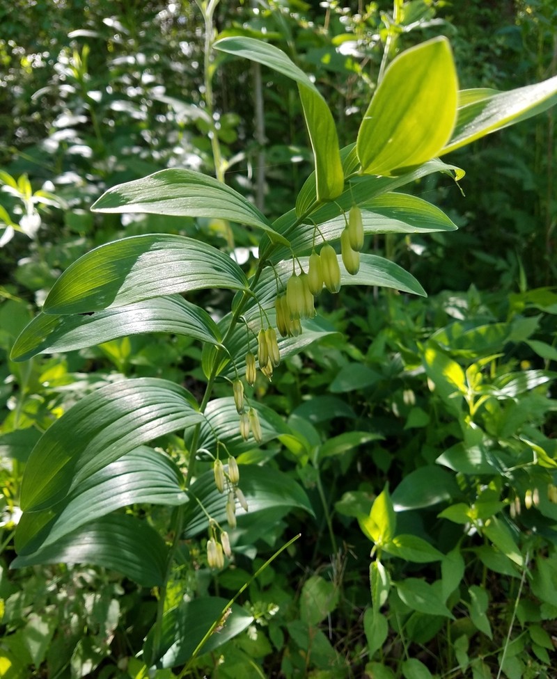 Smooth Solomon's Seal photo 3