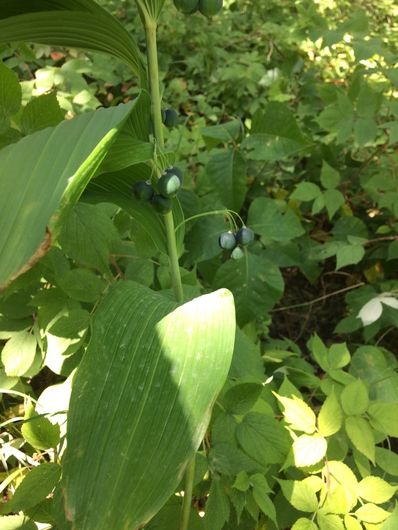 Smooth Solomon's Seal photo 4