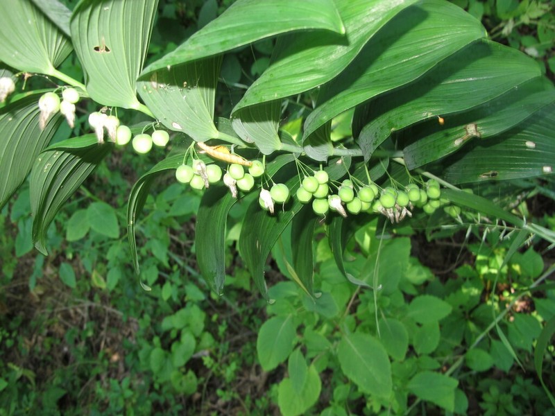 Smooth Solomon's Seal photo 6