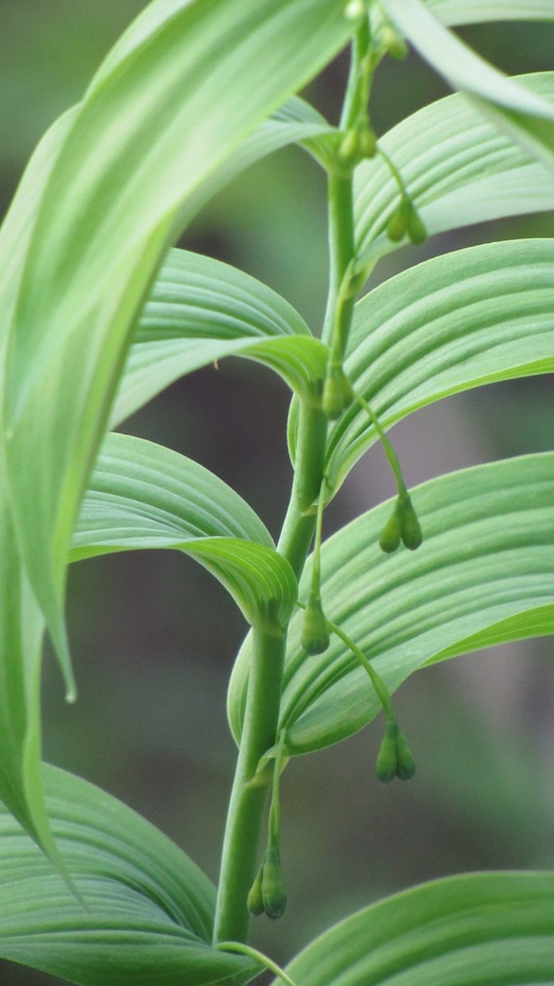 Smooth Solomon's Seal photo 7