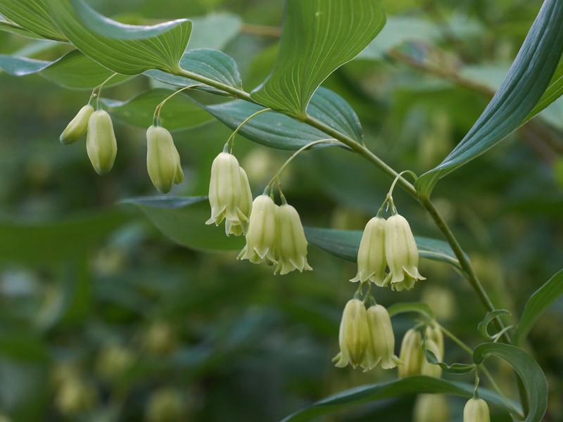 Mckittrick's Solomon's Seal