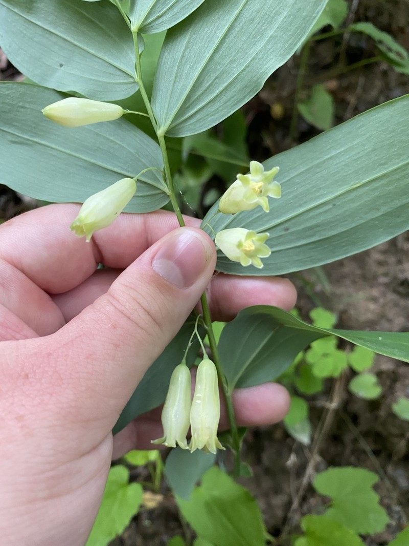 Mckittrick's Solomon's Seal photo 5