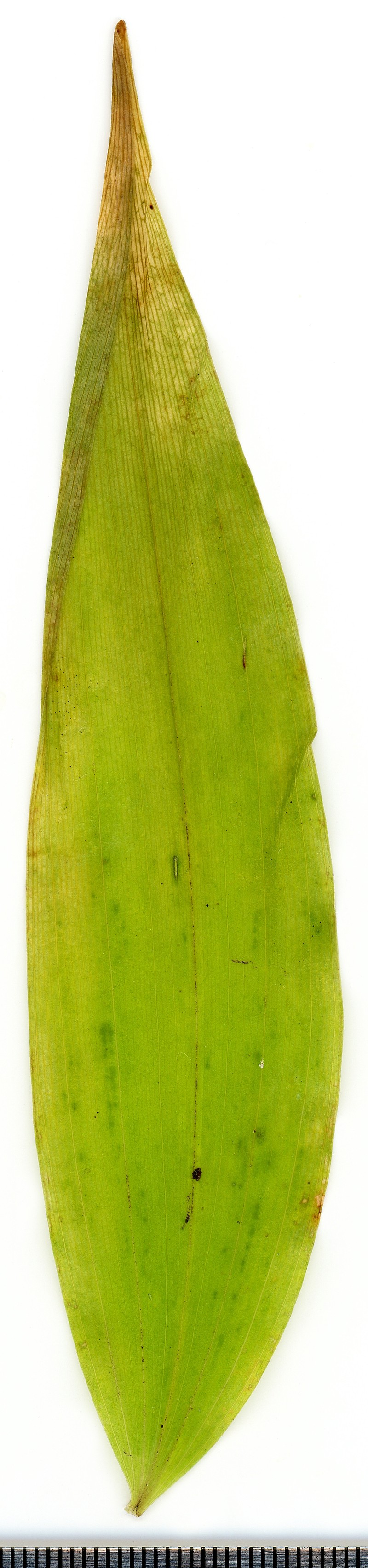 Eurasian Solomon's Seal photo 5