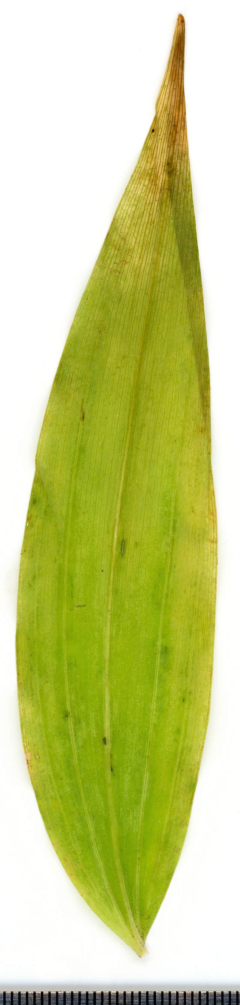 Eurasian Solomon's Seal photo 6