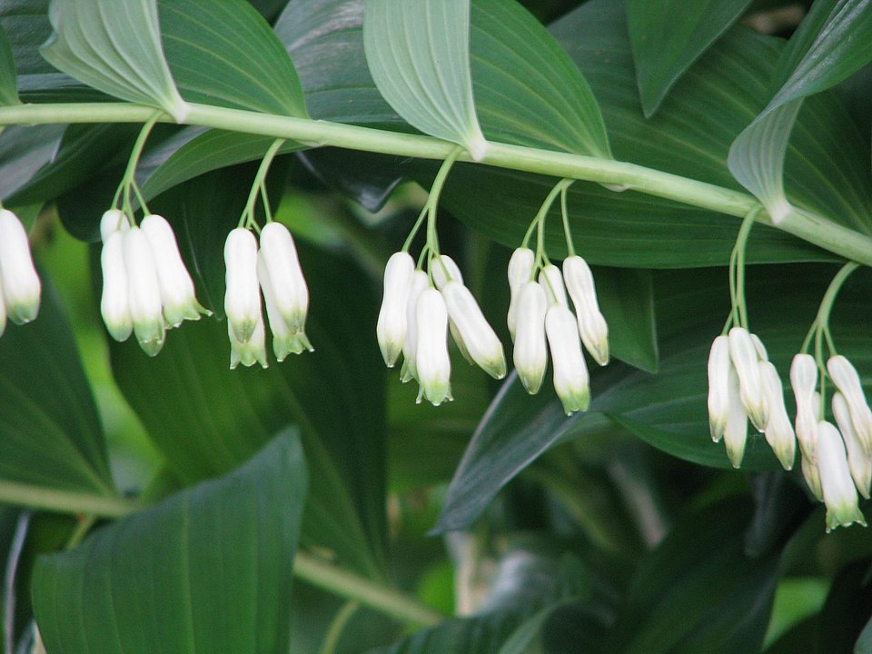 Eurasian Solomon's Seal