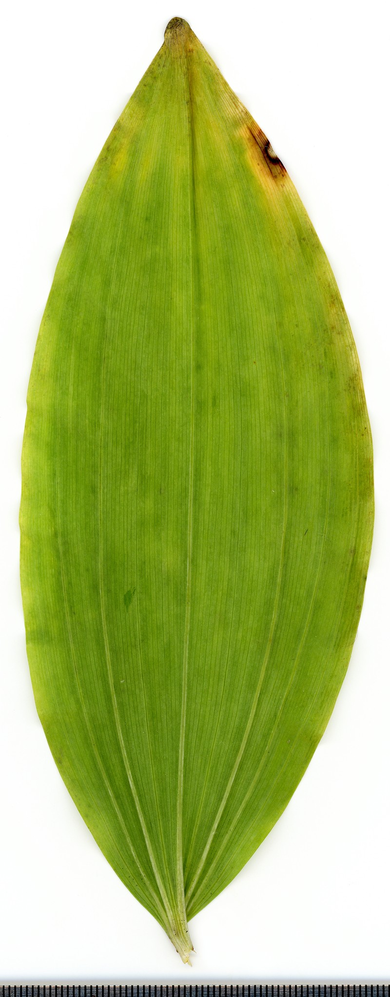 Eurasian Solomon's Seal photo 2