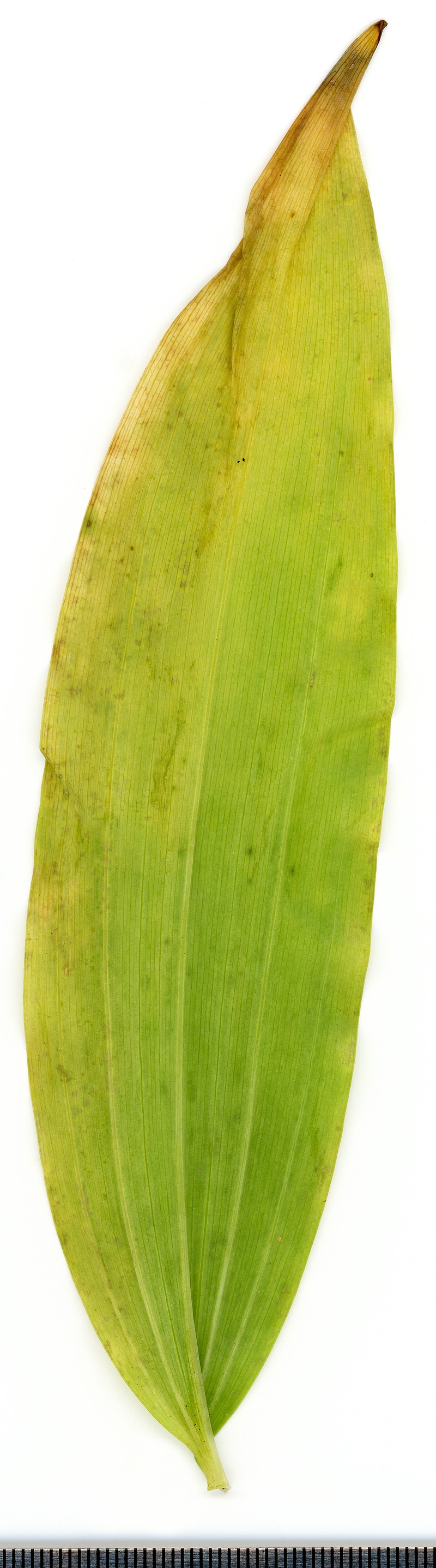 Eurasian Solomon's Seal photo 3