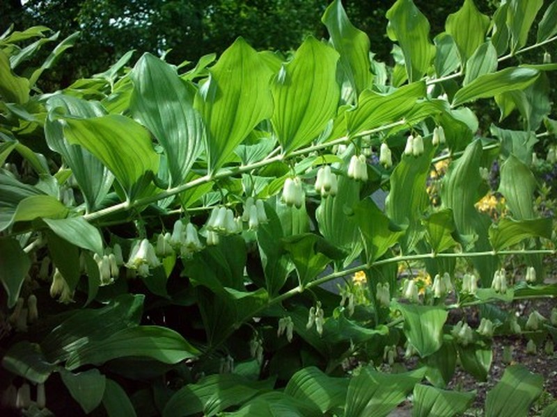 Eurasian Solomon's Seal photo 4