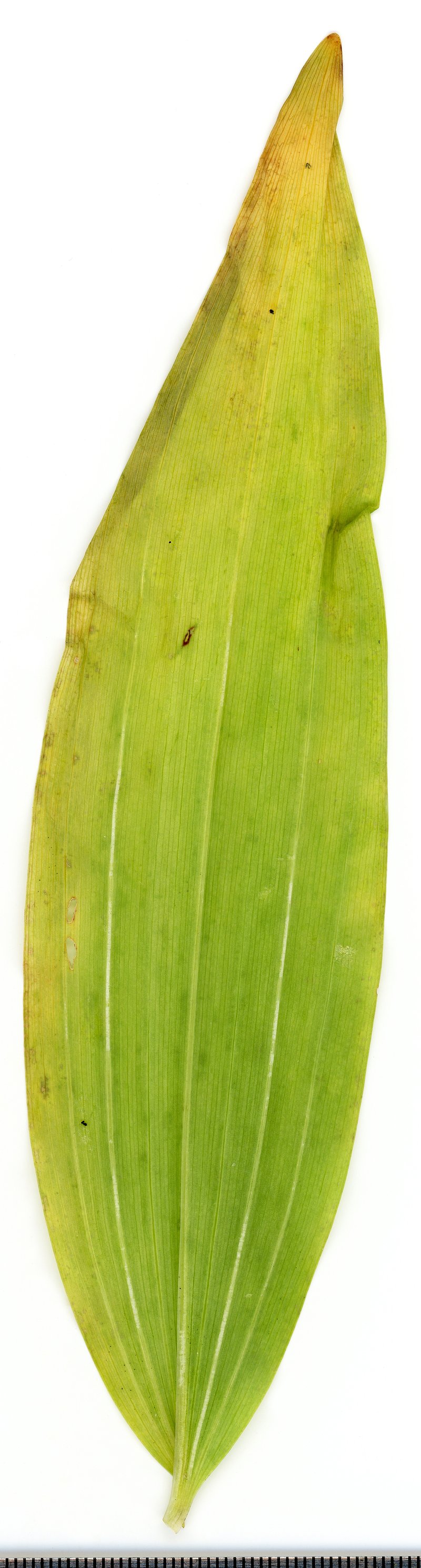 Eurasian Solomon's Seal photo 7