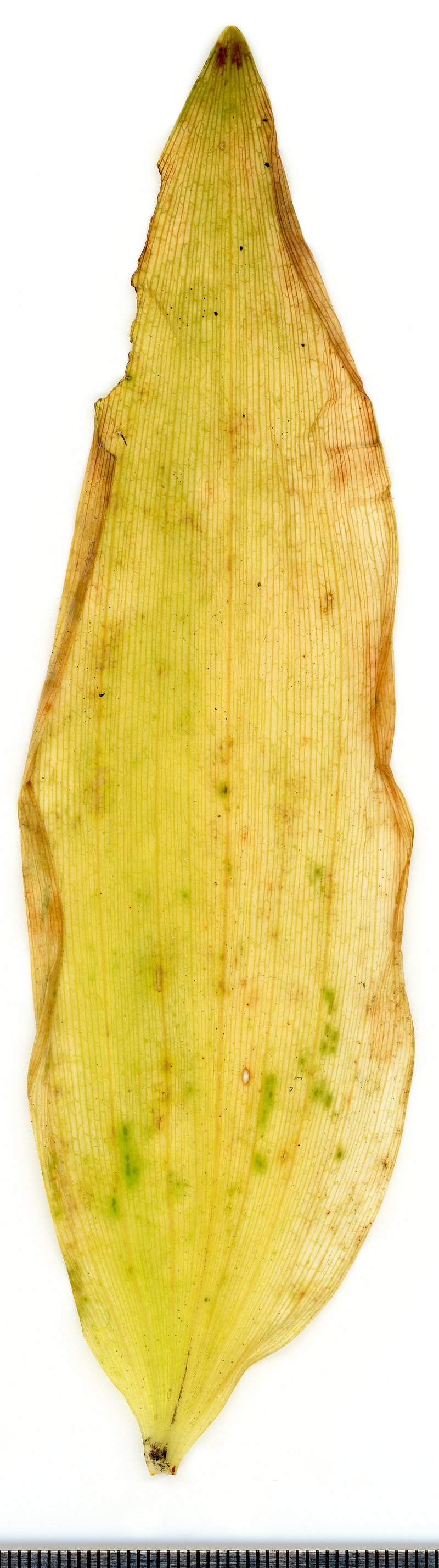 Eurasian Solomon's Seal photo 8