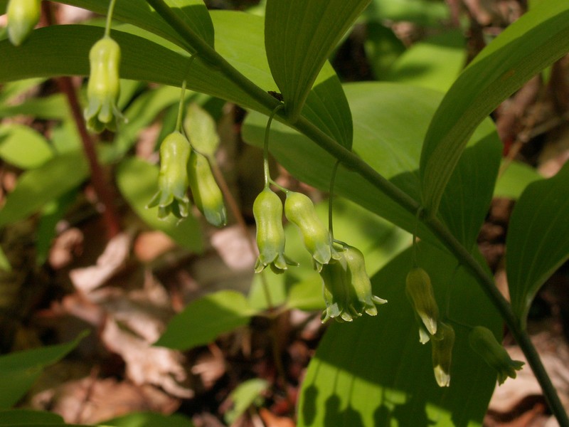 Hairy Solomon's Seal photo 5
