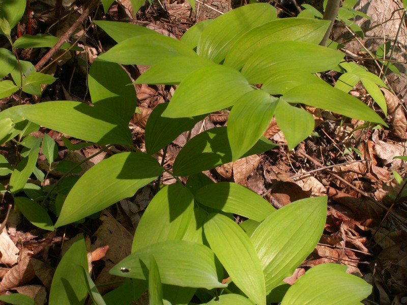 Hairy Solomon's Seal photo 6