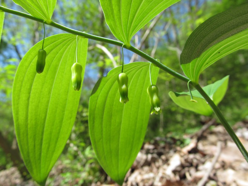 Hairy Solomon's Seal photo 7