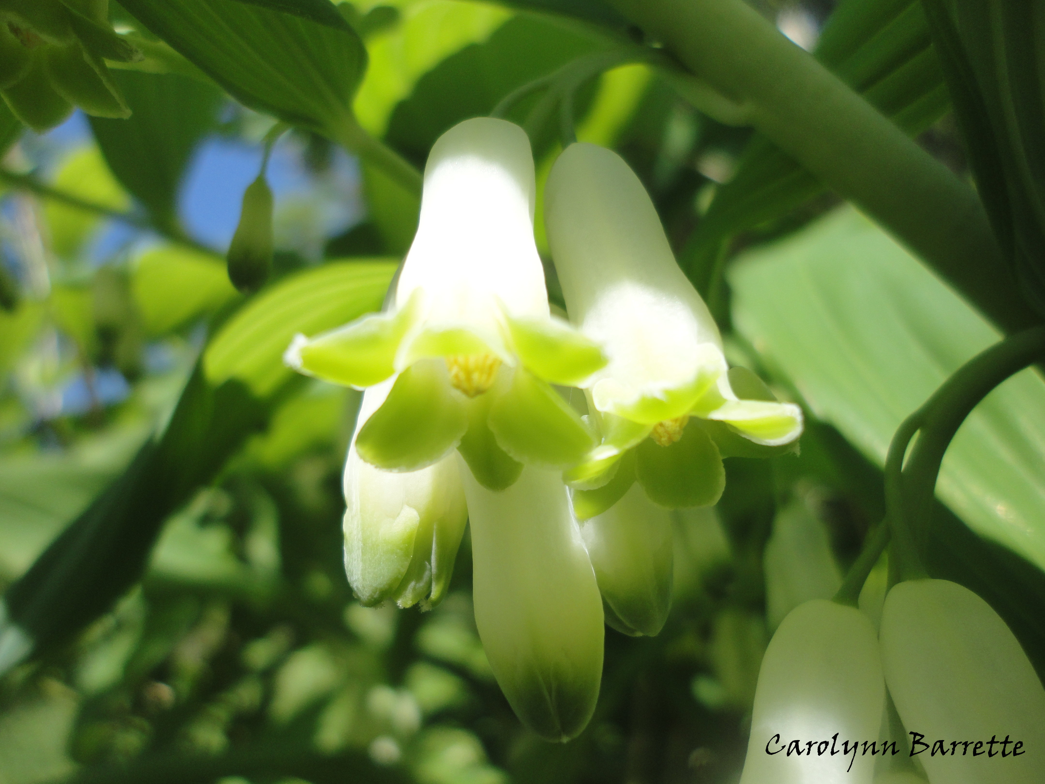 Hairy Solomon's Seal photo 8