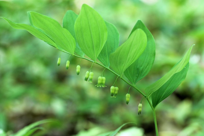 Hairy Solomon's Seal