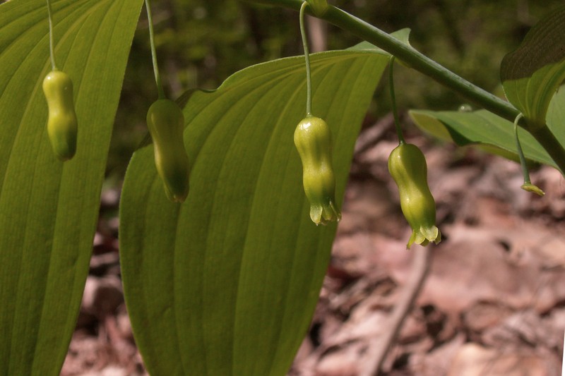 Hairy Solomon's Seal photo 2