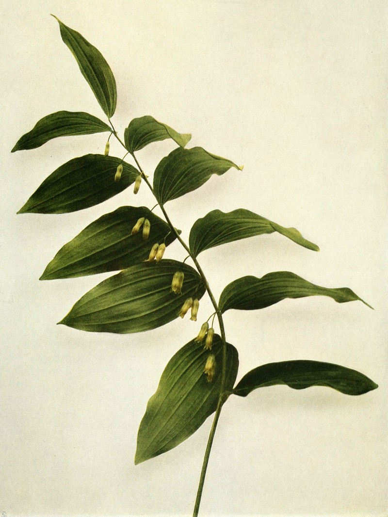 Hairy Solomon's Seal photo 3