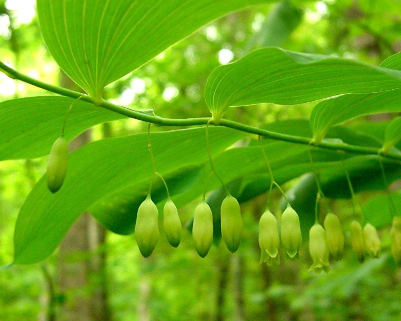 Hairy Solomon's Seal photo 4