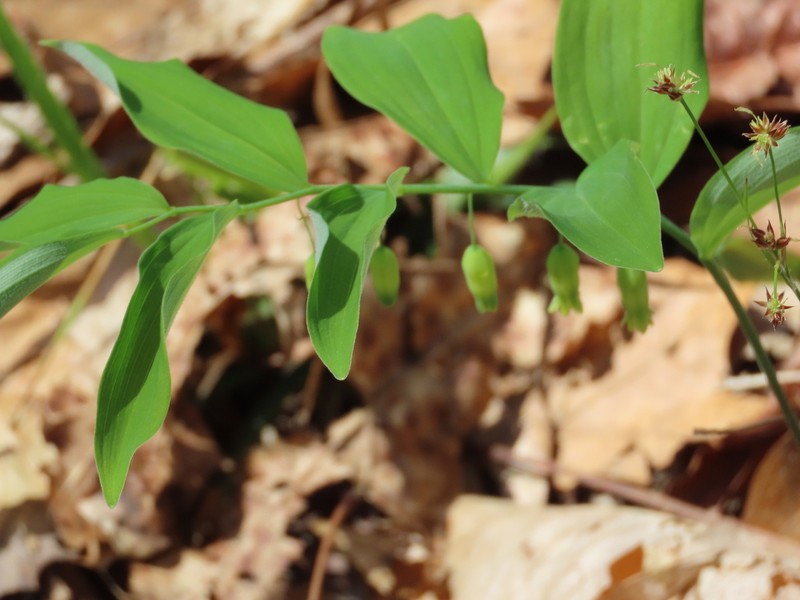 Hairy Solomon's Seal photo 3