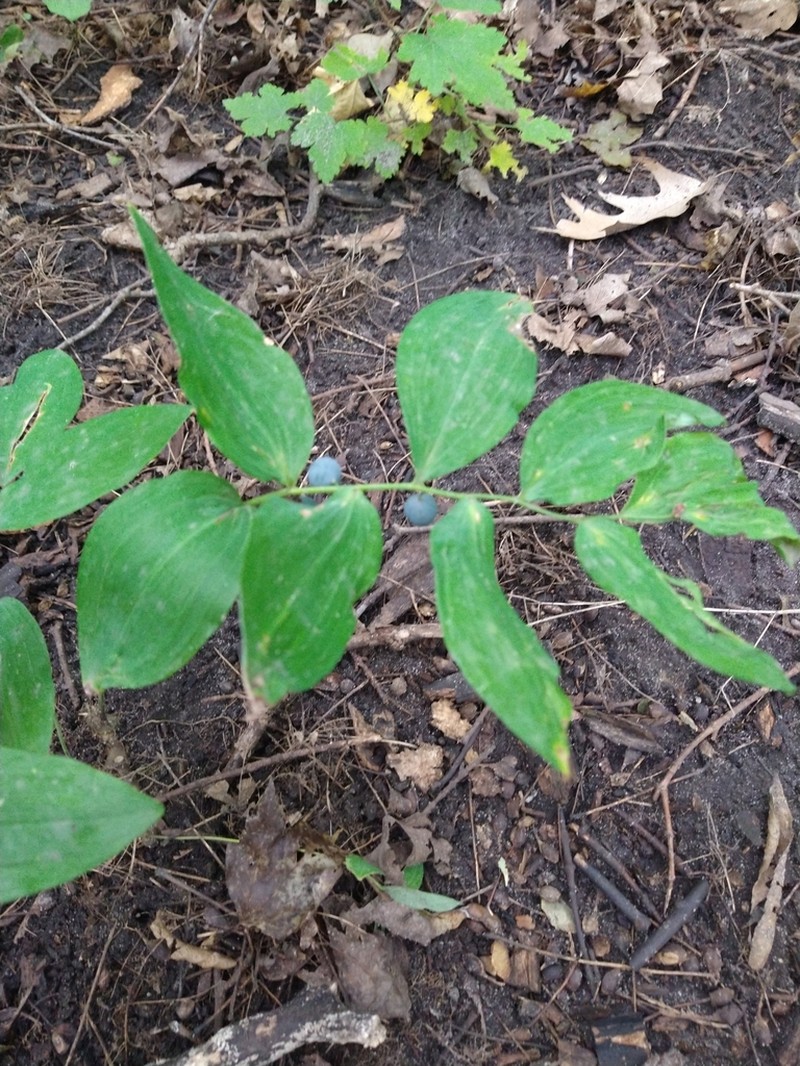 Hairy Solomon's Seal photo 4