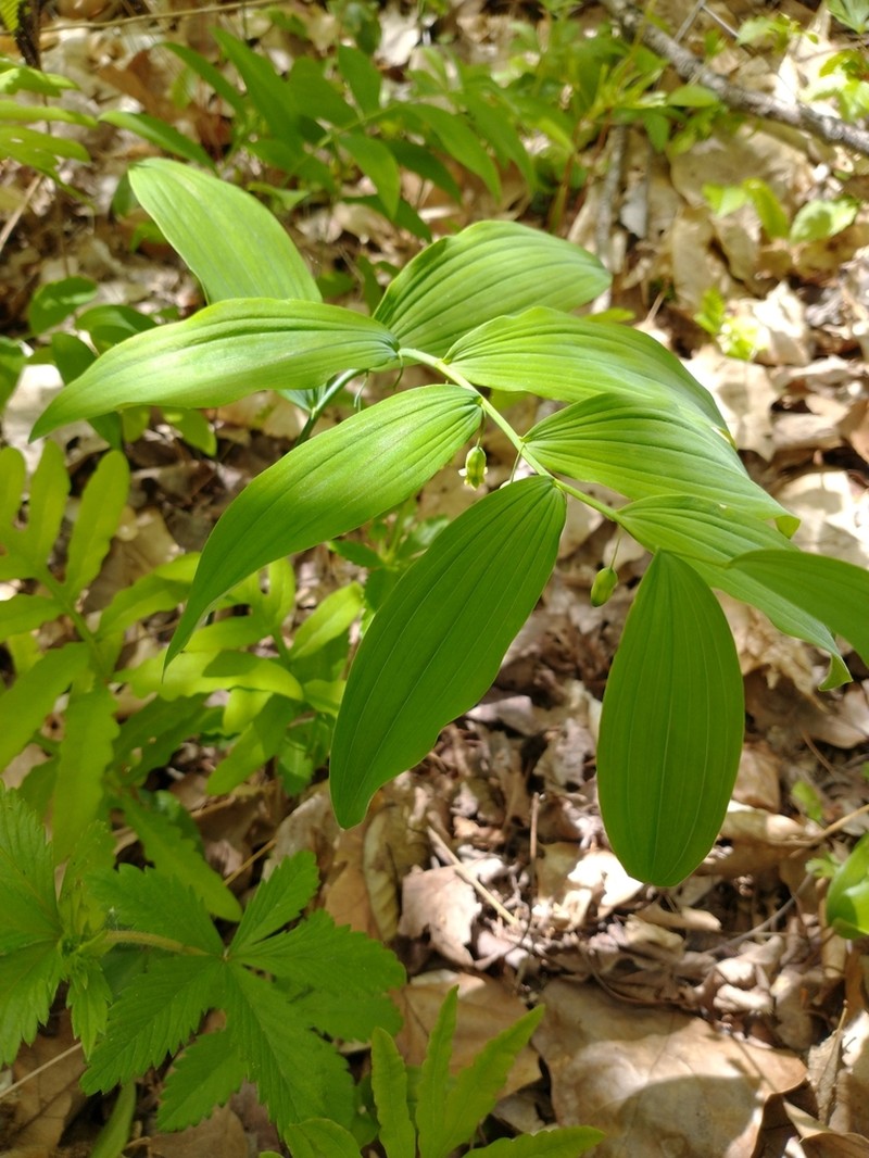 Hairy Solomon's Seal photo 5