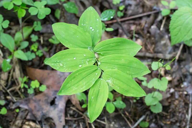 Hairy Solomon's Seal photo 6