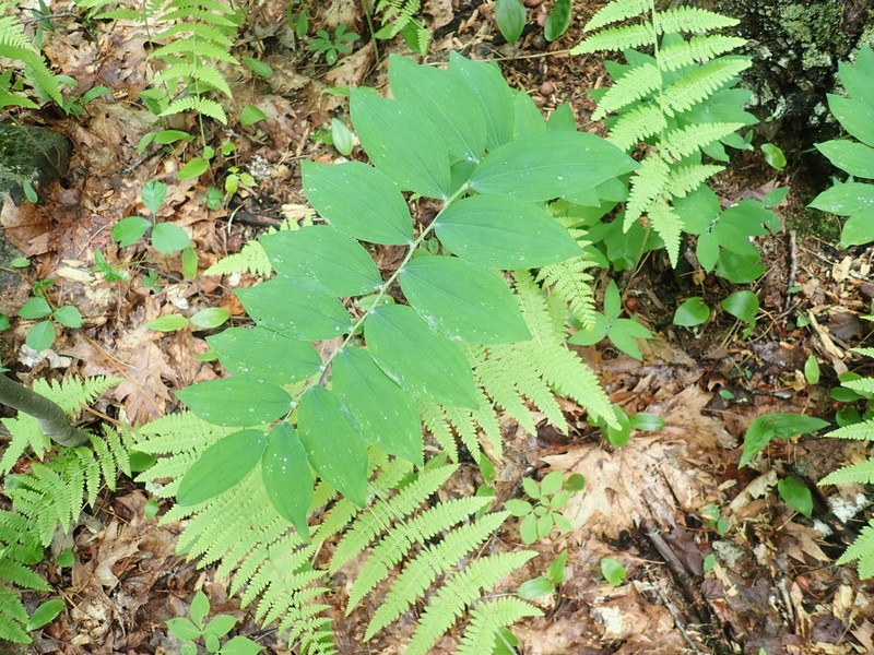 Hairy Solomon's Seal photo 7