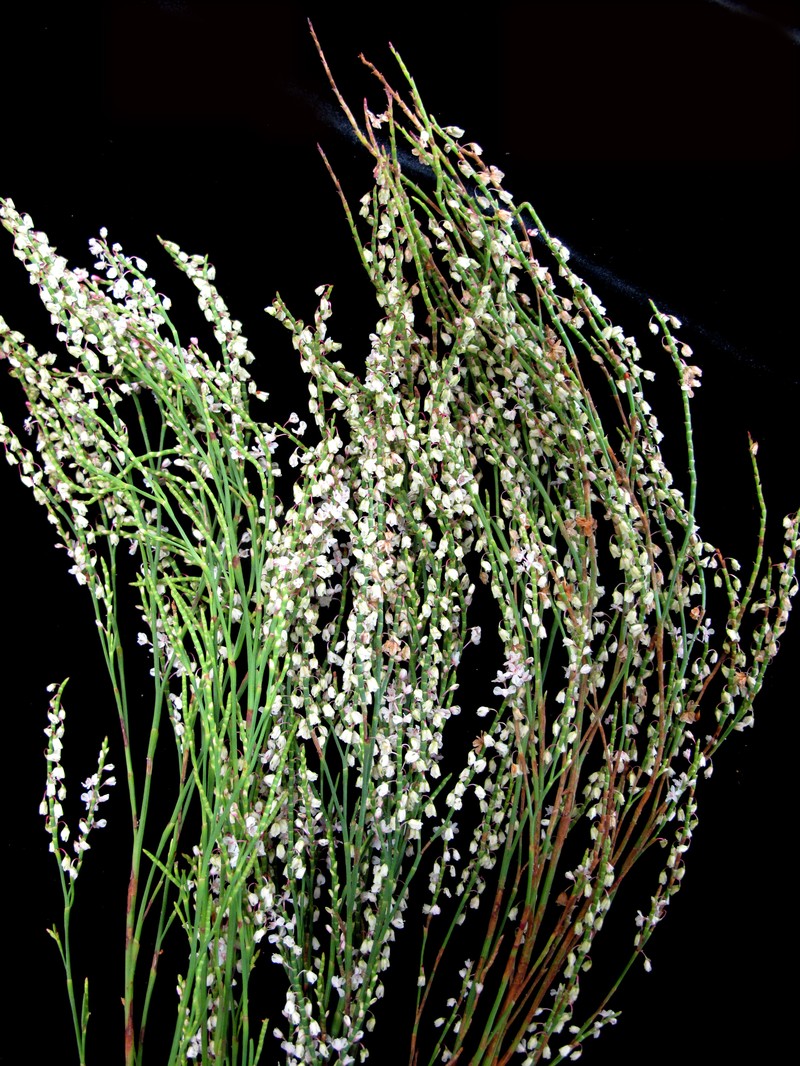 Coastal Jointweed photo 2