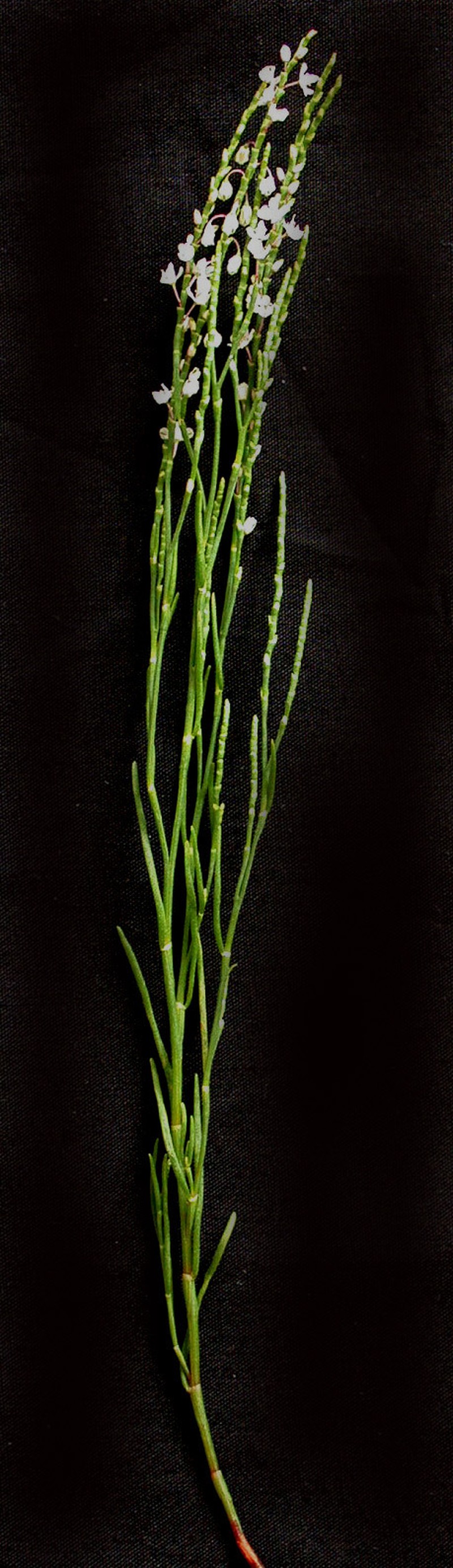 Coastal Jointweed photo 3