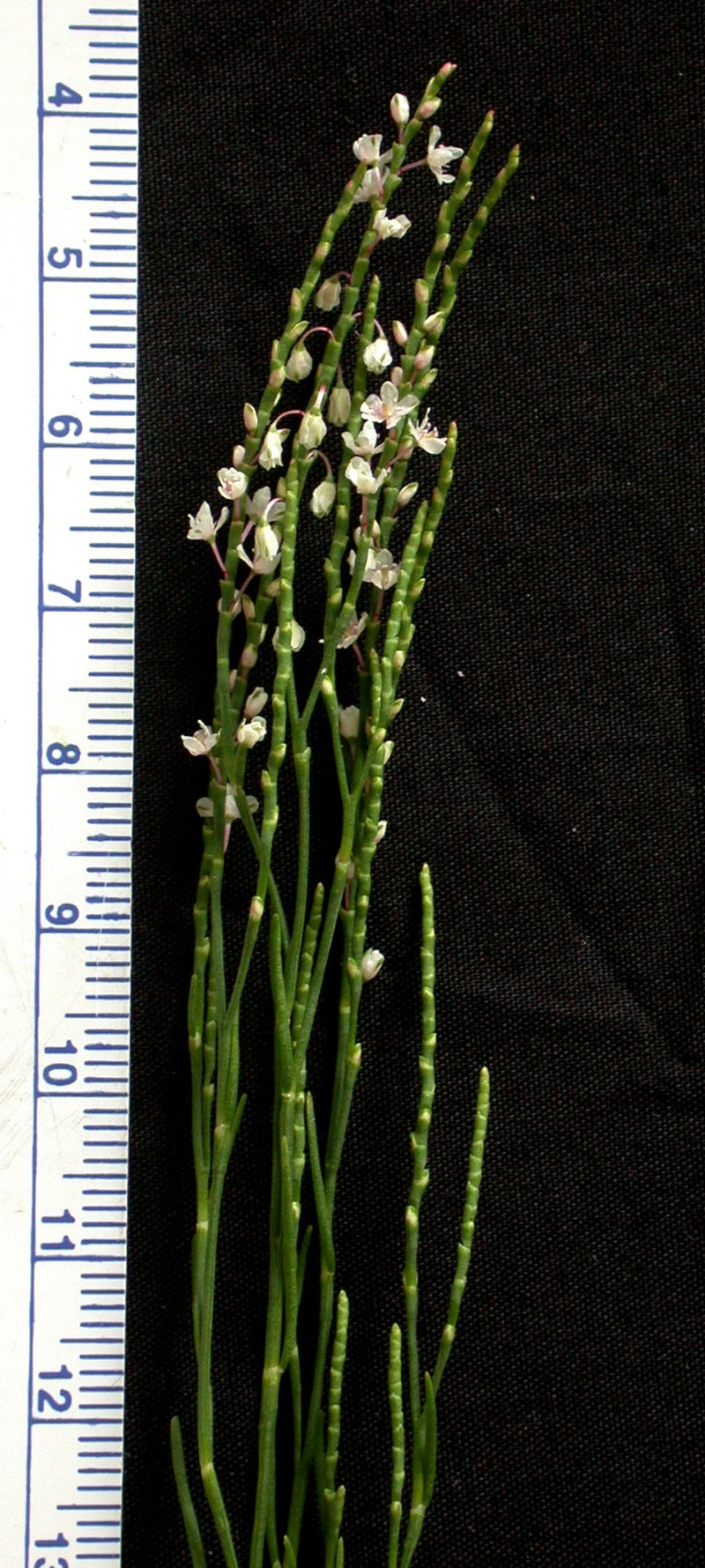 Coastal Jointweed photo 3