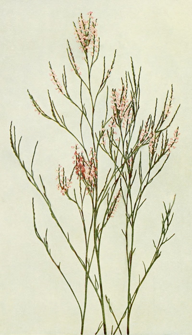 Coastal Jointweed