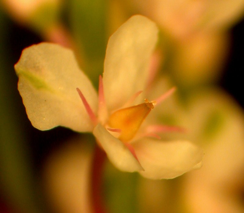 Coastal Jointweed photo 4