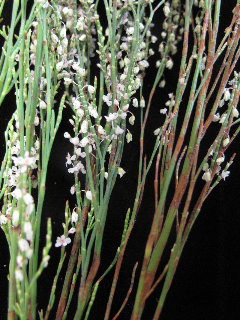 Coastal Jointweed photo 5