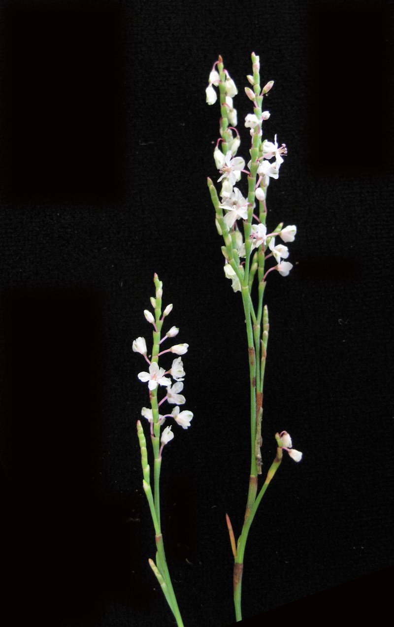 Coastal Jointweed photo 6
