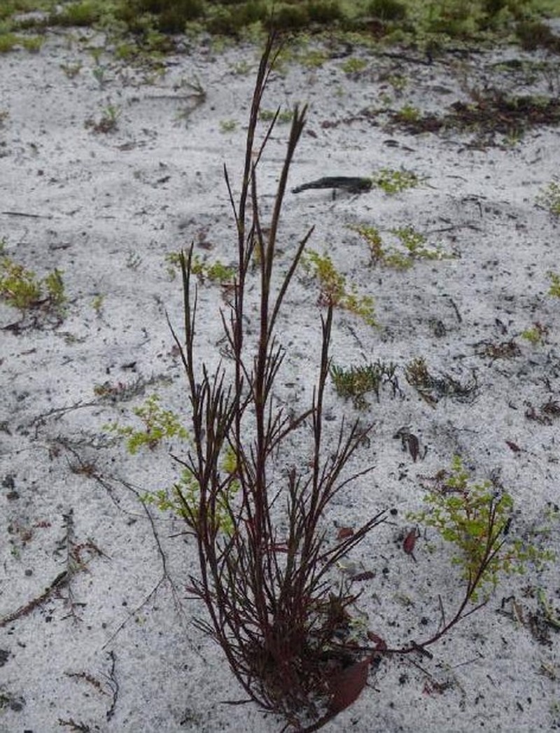 Florida Jointweed photo 2