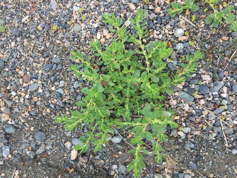 Leathery Knotweed photo 4