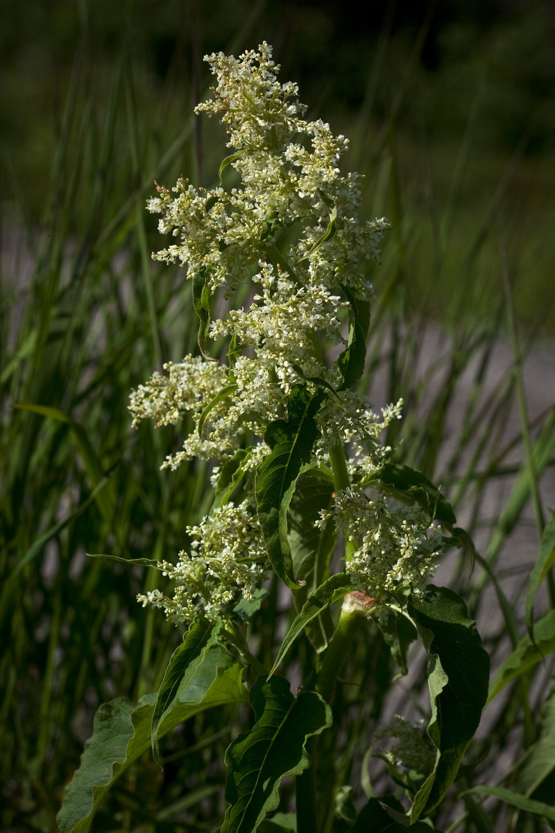 Alaska Wild Rhubarb