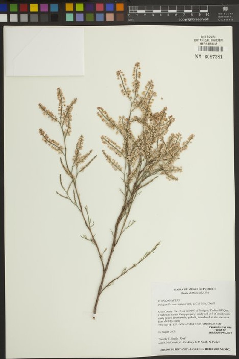 Southern Jointweed