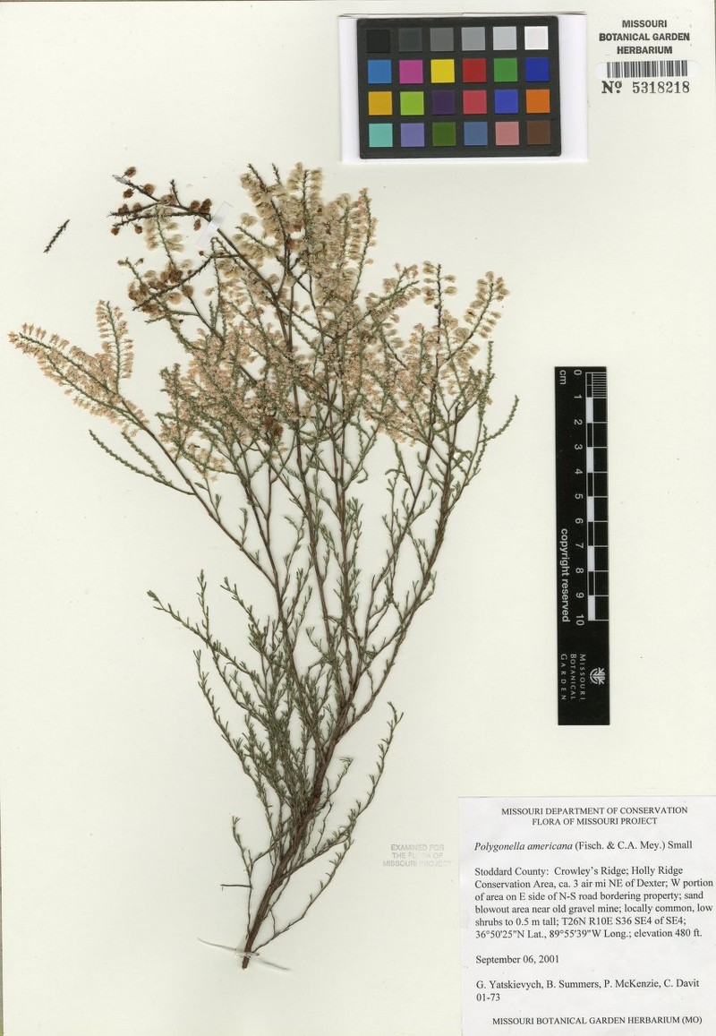 Southern Jointweed photo 2