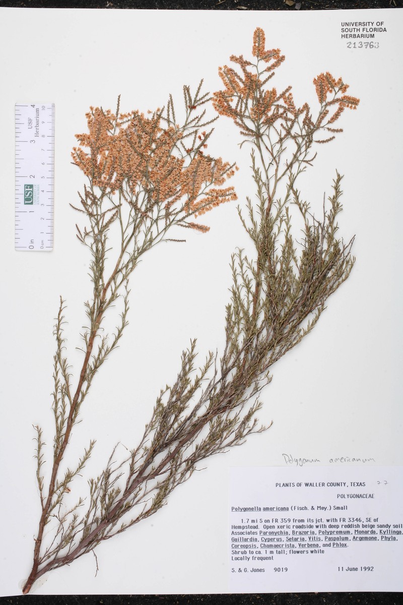 Southern Jointweed photo 3