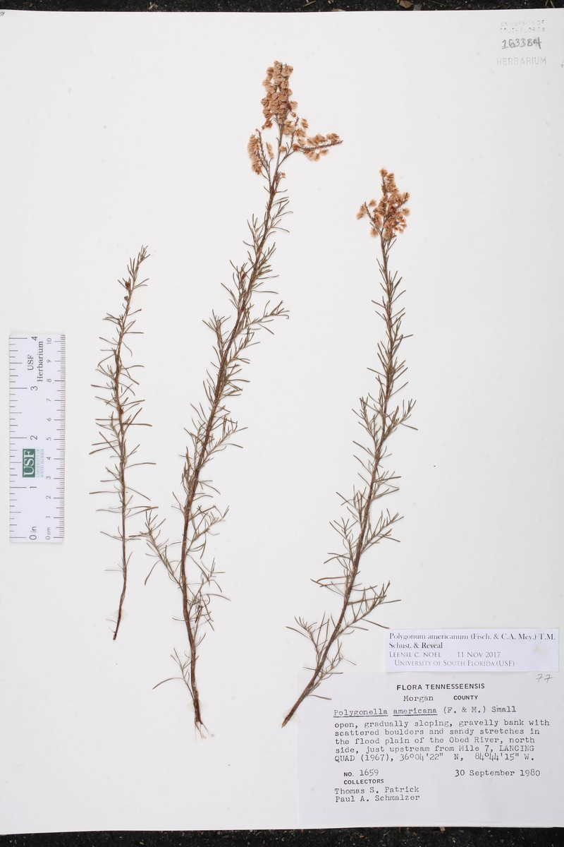 Southern Jointweed photo 4